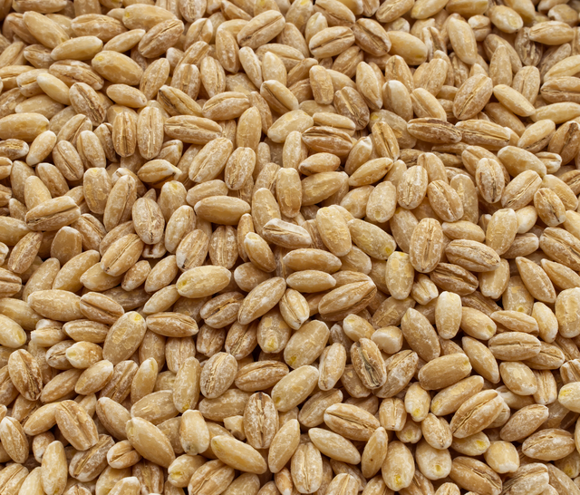Wanted : Wheat Like Durum Wheat