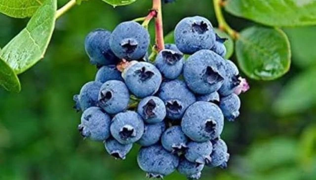 Wanted : Frozen Berries Like Blackberries, Blue Berries And Black Currant